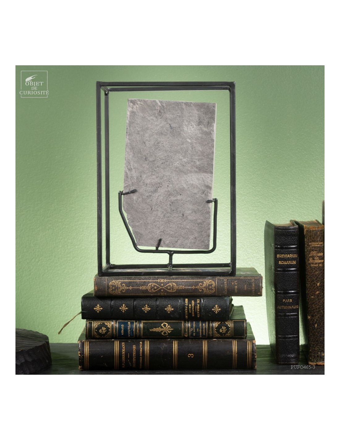 Fossilized fern In cage : PECOPTERIS... Fossilized fern In cage : PECOPTERIS...