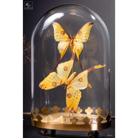 Couple de comètes de Madagascar globe oval - base laiton