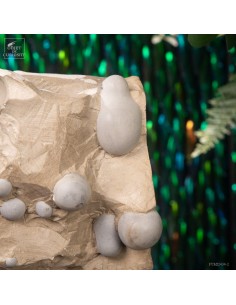 Menilite Opal of Spain in... 2