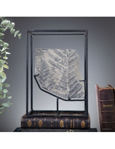 Fossiles en cage:  PECOPTERIS POLYMORPHA Fossiles en cage:  PECOPTERIS POLYMORPHA