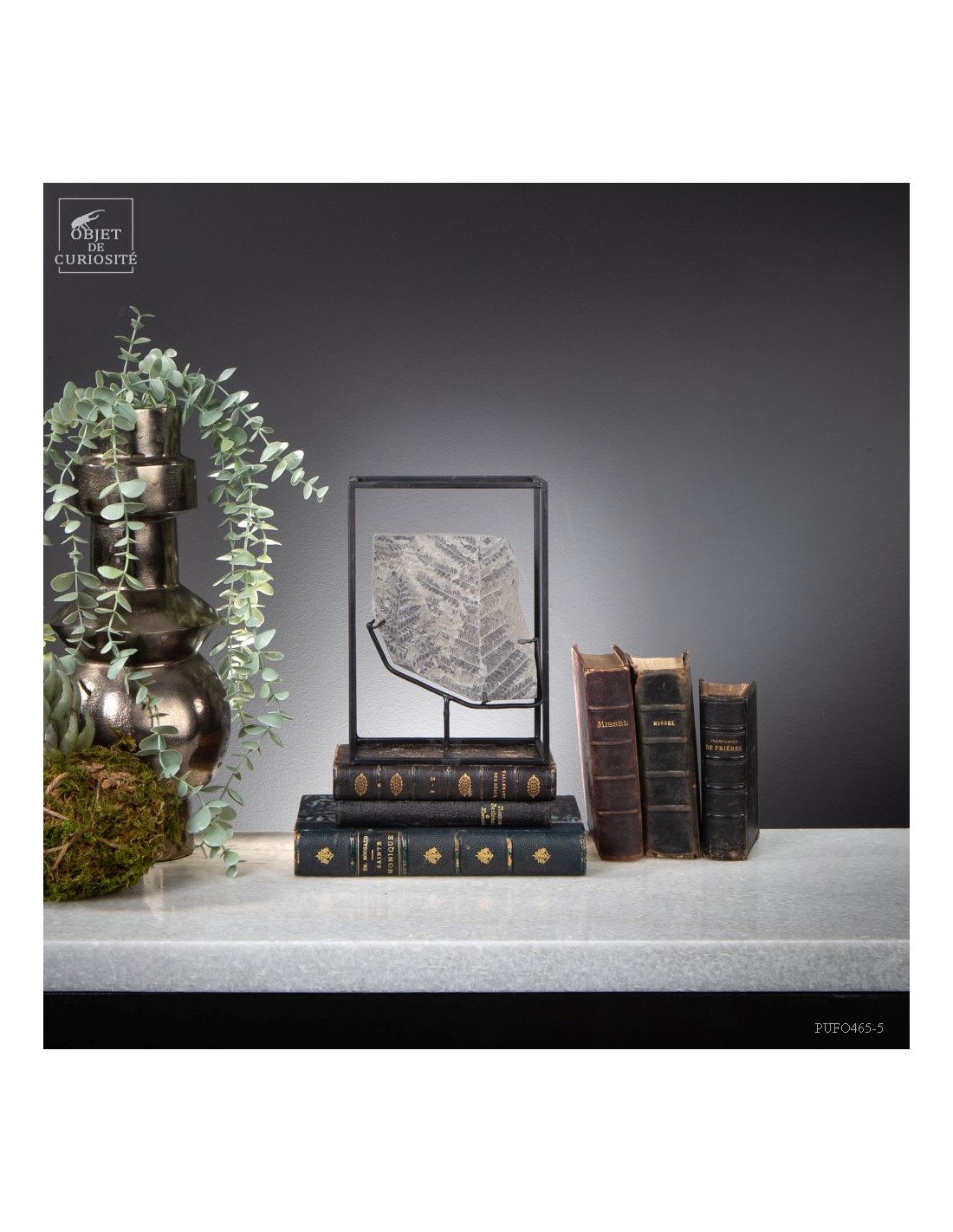 Fossiles en cage:  PECOPTERIS POLYMORPHA Fossiles en cage:  PECOPTERIS POLYMORPHA