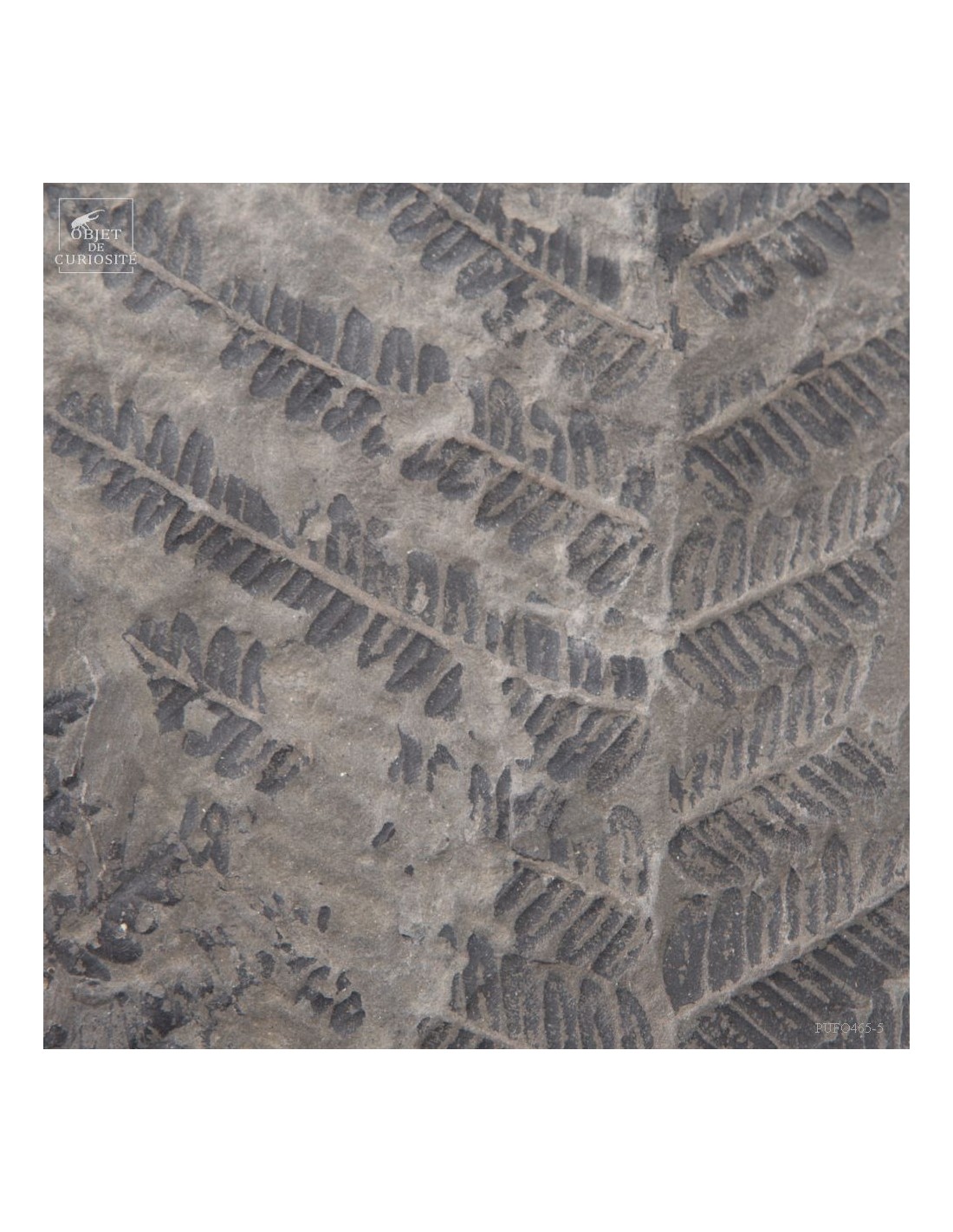 Fossiles en cage:  PECOPTERIS POLYMORPHA Fossiles en cage:  PECOPTERIS POLYMORPHA