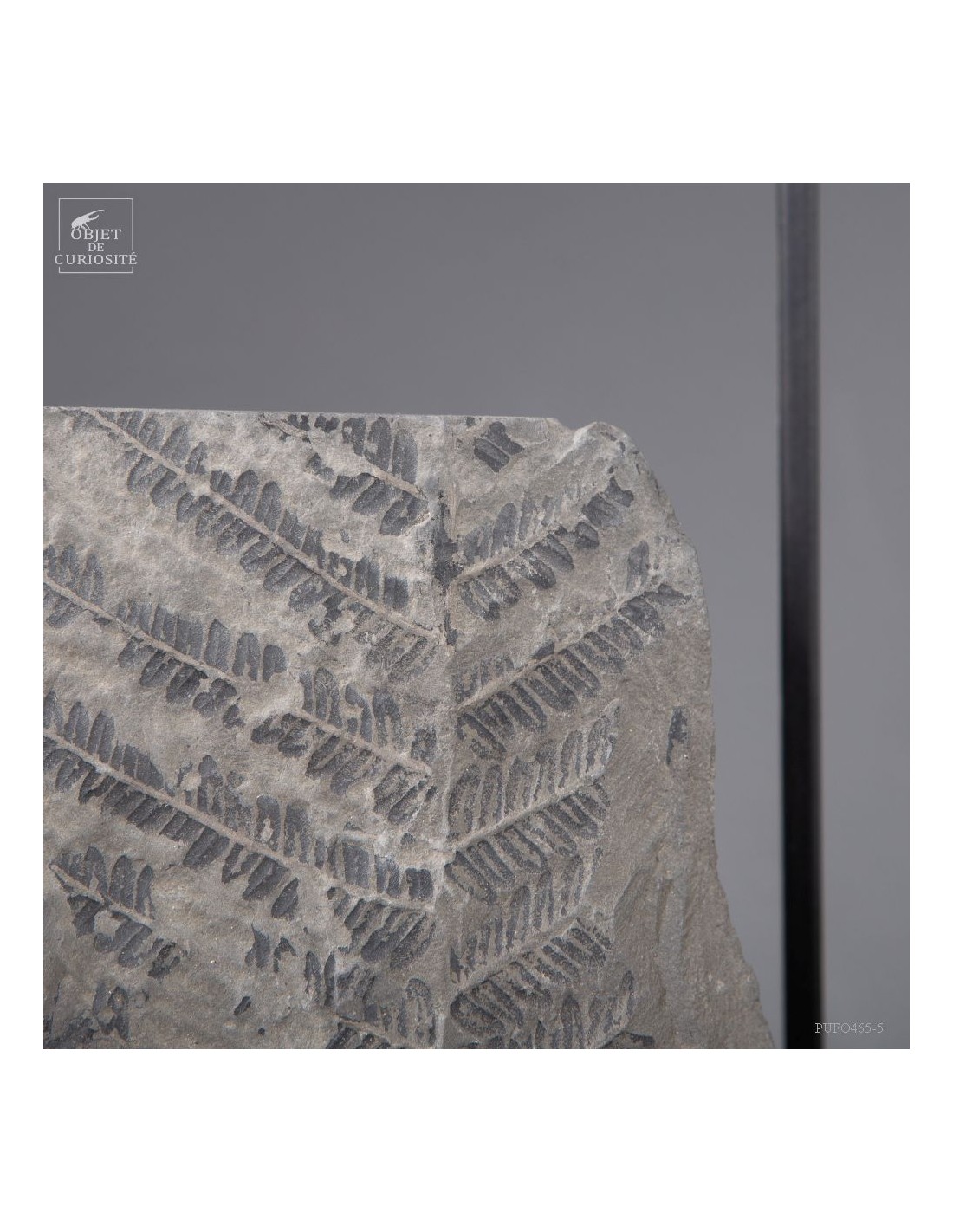 Fossiles en cage:  PECOPTERIS POLYMORPHA Fossiles en cage:  PECOPTERIS POLYMORPHA