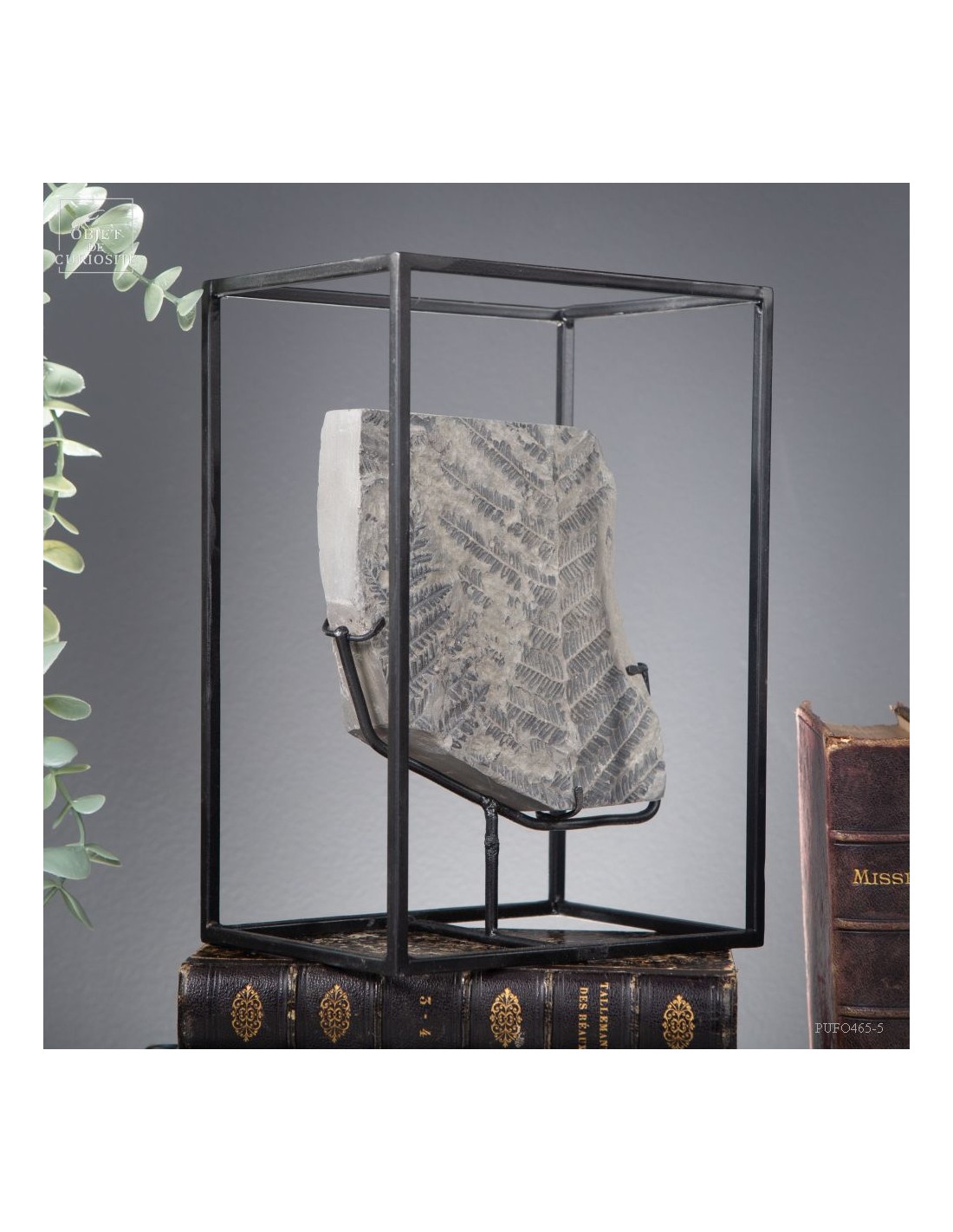 Fossiles en cage:  PECOPTERIS POLYMORPHA Fossiles en cage:  PECOPTERIS POLYMORPHA