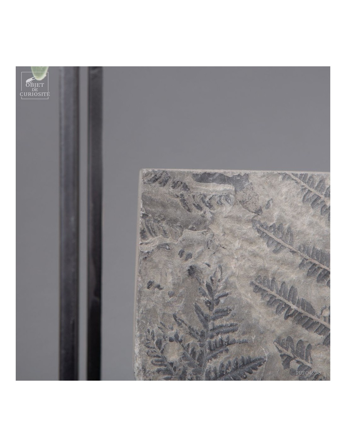 Fossiles en cage:  PECOPTERIS POLYMORPHA Fossiles en cage:  PECOPTERIS POLYMORPHA