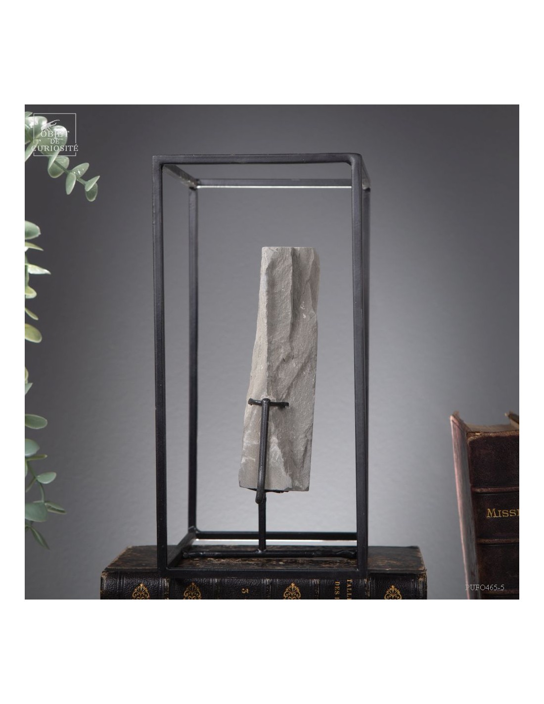 Fossiles en cage:  PECOPTERIS POLYMORPHA Fossiles en cage:  PECOPTERIS POLYMORPHA