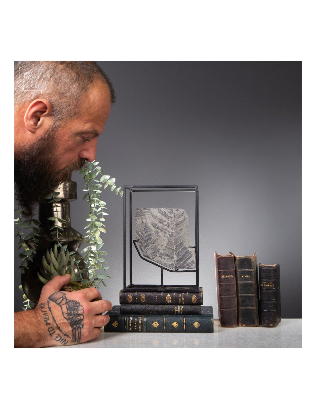 Fossiles en cage:  PECOPTERIS POLYMORPHA Fossiles en cage:  PECOPTERIS POLYMORPHA