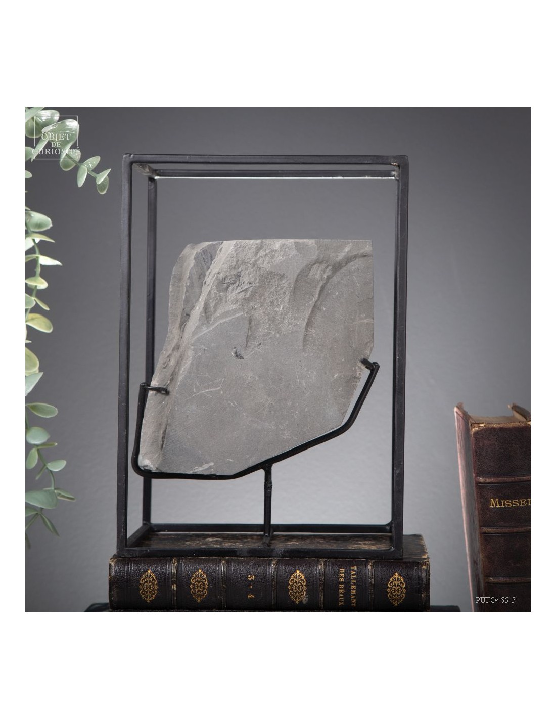 Fossiles en cage:  PECOPTERIS POLYMORPHA Fossiles en cage:  PECOPTERIS POLYMORPHA