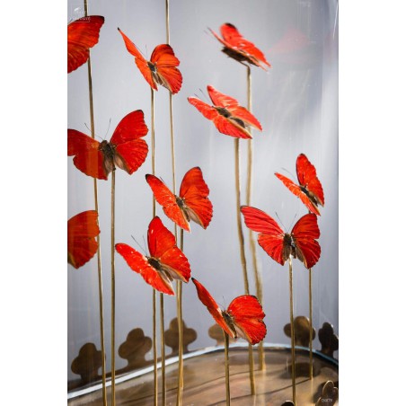 13 red butterflies under  glass