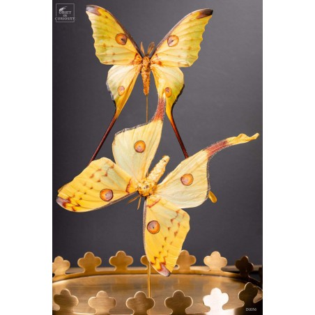 Couple de comètes de Madagascar globe oval - base laiton