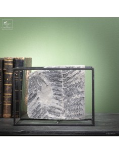 Fossil fern in cage :...