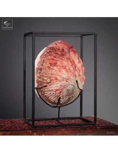 Red Abalone Midas in a cage
