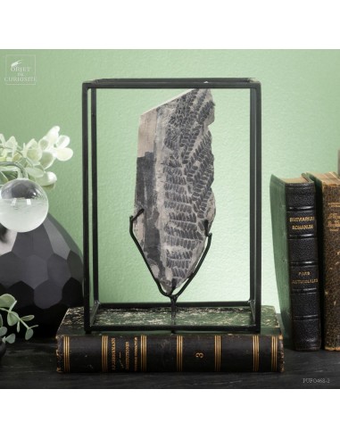 Fossiles en cage (425g) :  PECOPTERIS...