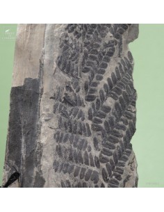 Fossil In cage : PECOPTERIS... 2