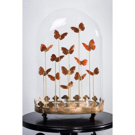 13 red butterflies under  glass