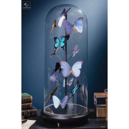 Papillons bleus morphos (14) sous globe ROND
