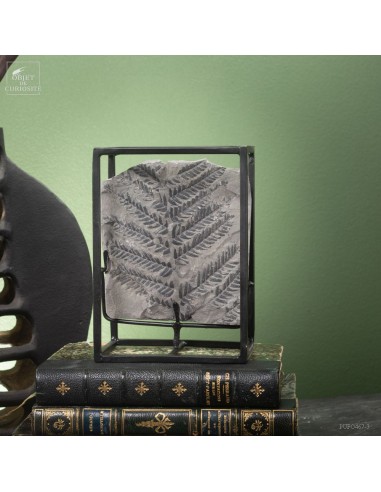 Fossiles en cage :  PECOPTERIS... Fossiles en cage :  PECOPTERIS...