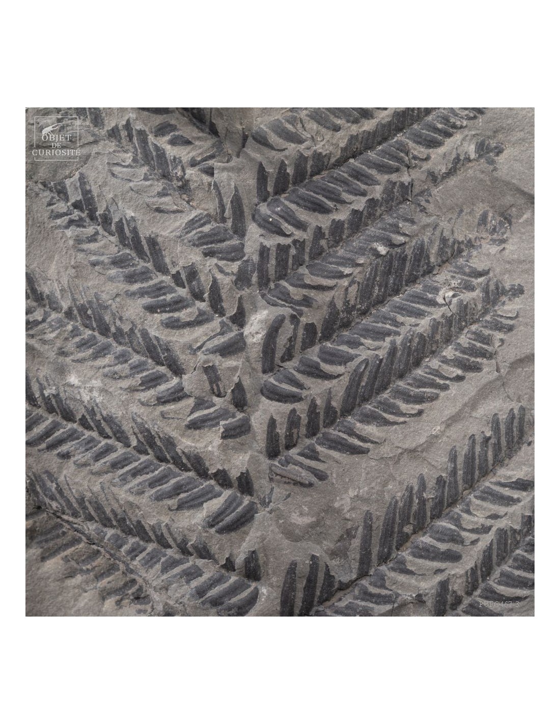 Fossiles en cage :  PECOPTERIS... Fossiles en cage :  PECOPTERIS...