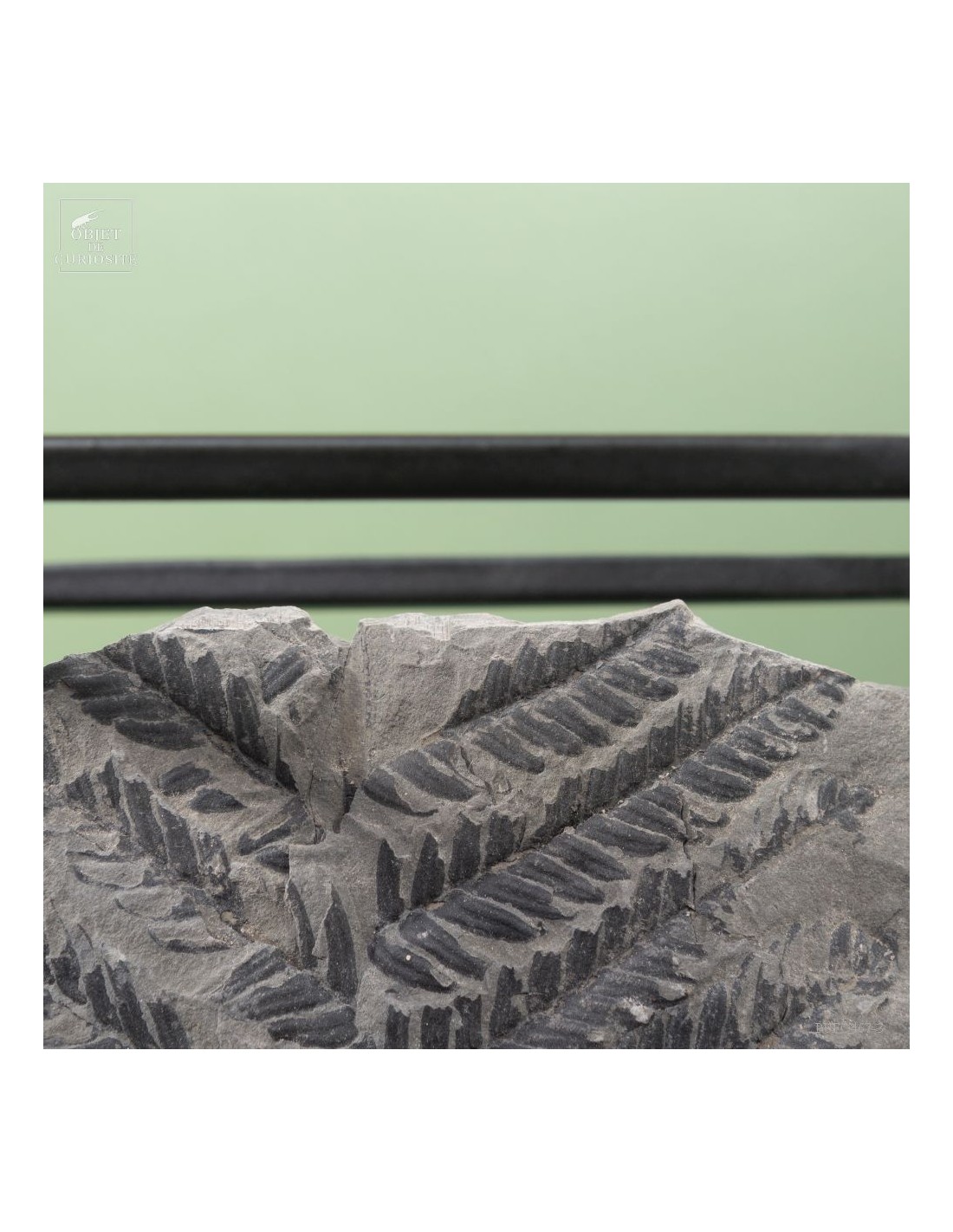 Fossiles en cage :  PECOPTERIS... Fossiles en cage :  PECOPTERIS...