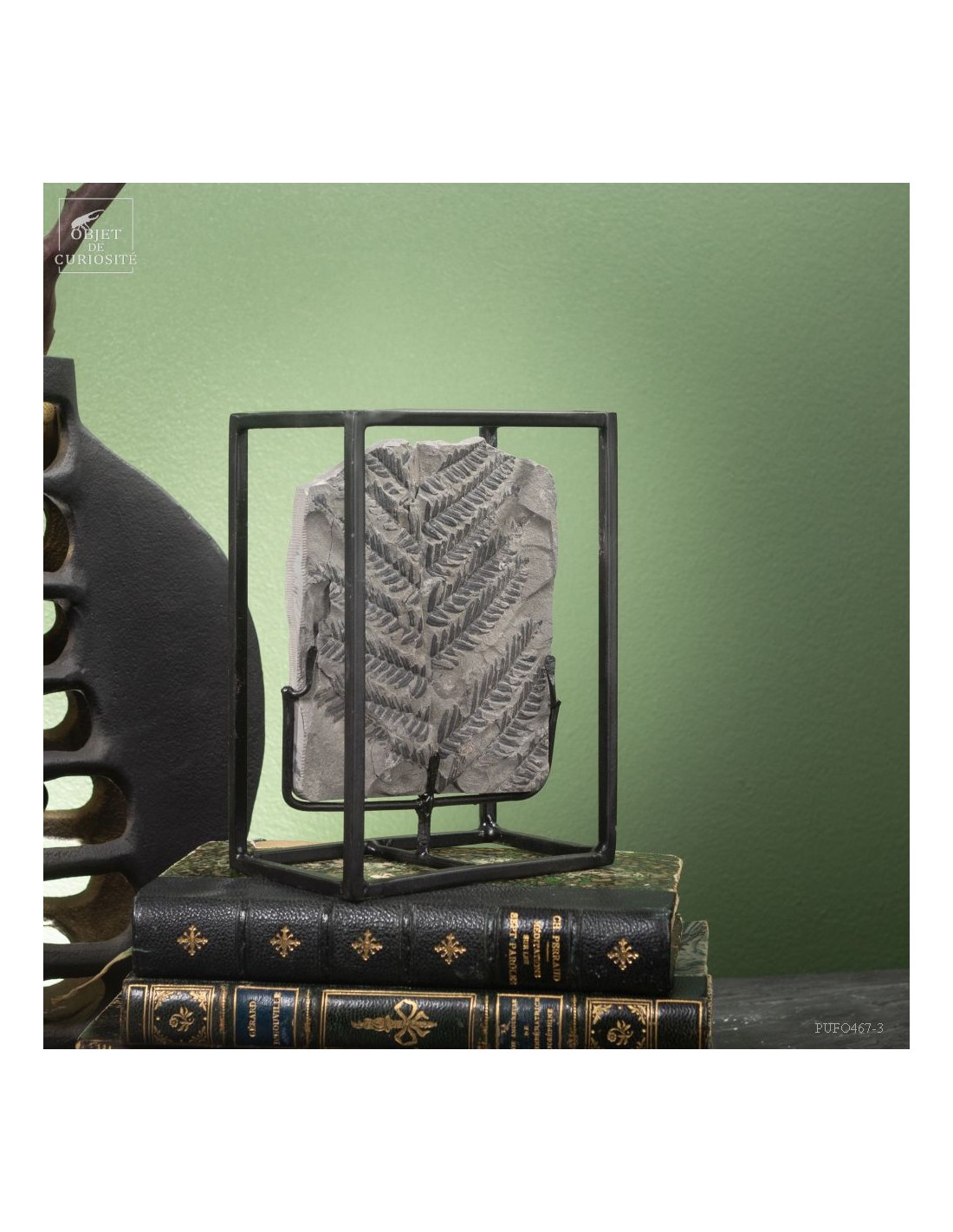 Fossiles en cage :  PECOPTERIS... Fossiles en cage :  PECOPTERIS...