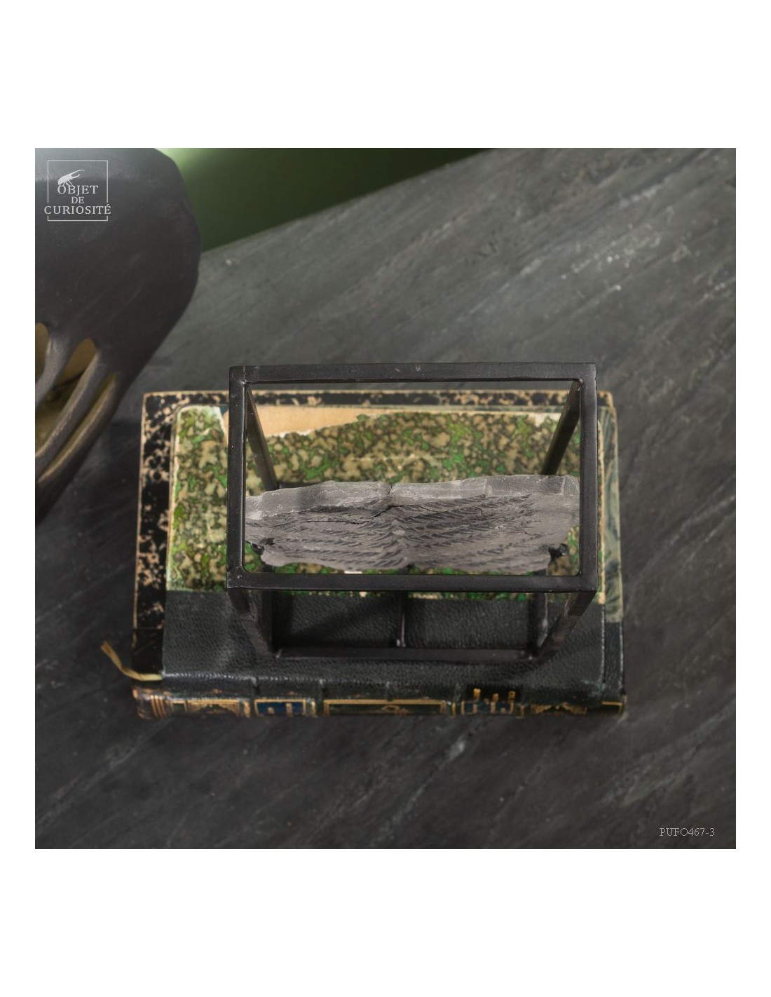 Fossiles en cage :  PECOPTERIS... Fossiles en cage :  PECOPTERIS...