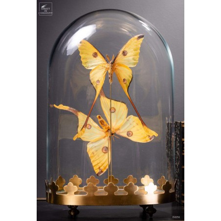 Couple de comètes de Madagascar globe oval - base laiton