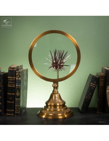 Oursin crayon fins (Stylocidaris...