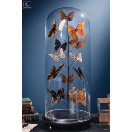 Papillons bleus morphos (14) sous globe ROND