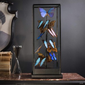 11 Blue morpho butterflies under glass