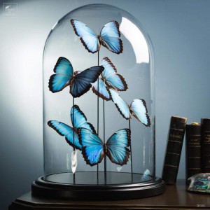 Blue morpho butterflies under glass