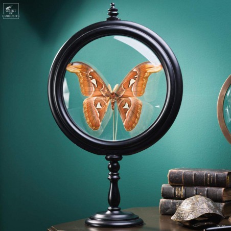 Attacus Atlas dans reliquaire Attacus Atlas dans reliquaire