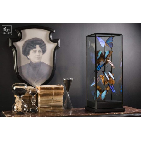 11 papillons morpho bleus sous globe carré 11 papillons morpho bleus sous globe carré