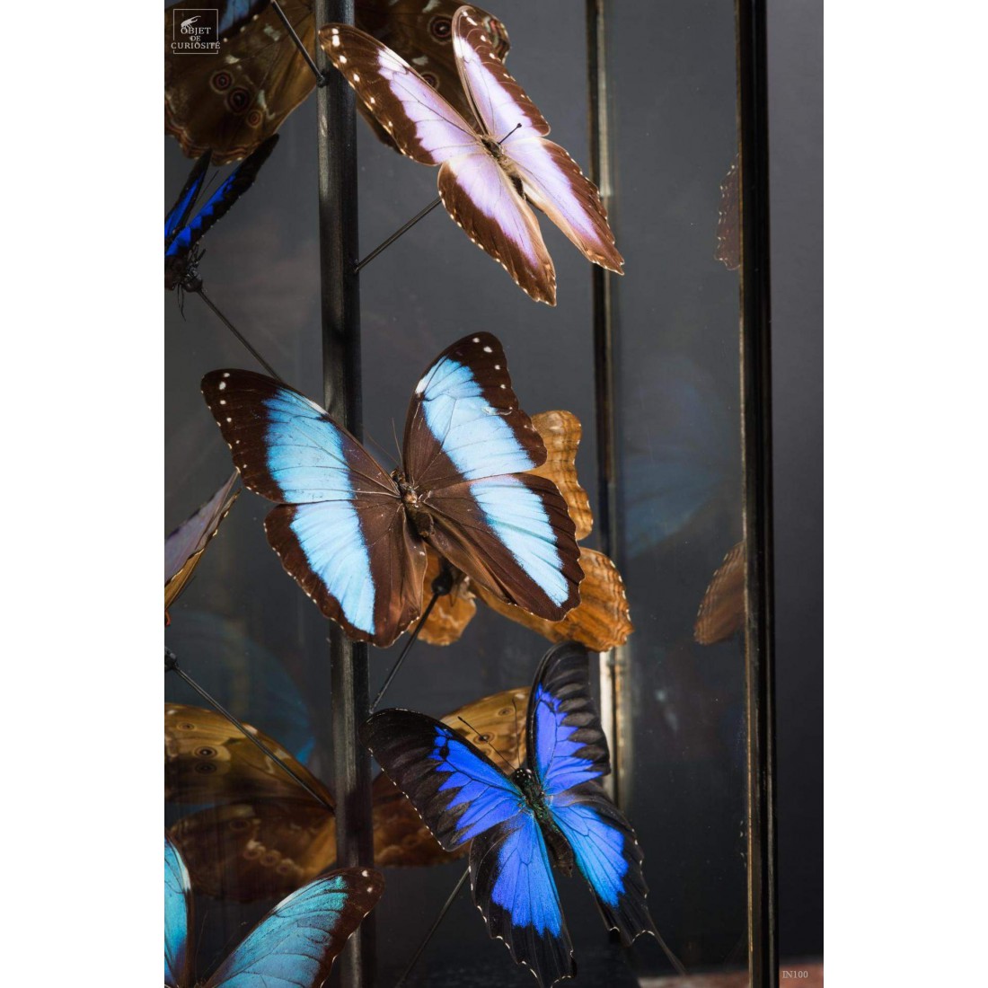 11 papillons morpho bleus sous globe carré 11 papillons morpho bleus sous globe carré