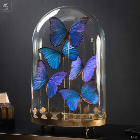 Cinq papillons morpho bleus sous globe oval - base laiton