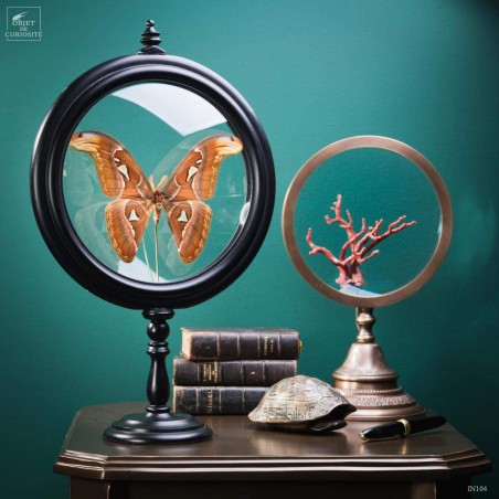 Attacus Atlas dans reliquaire Attacus Atlas dans reliquaire