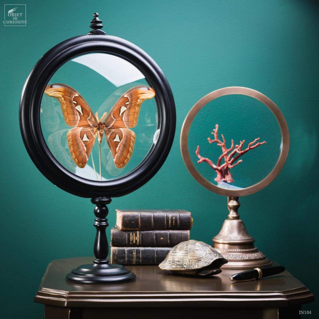 Attacus Atlas dans reliquaire Attacus Atlas dans reliquaire