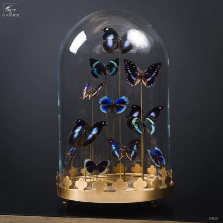 13 blue butterflies under glass, brass base