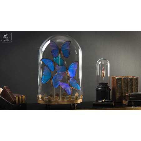 Cinq papillons morpho bleus sous globe oval - base laiton