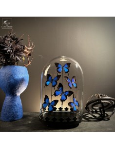 6 butterflies  ULYSSES...