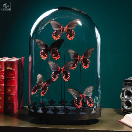6 Red butterflies - Oval globe on brass black base