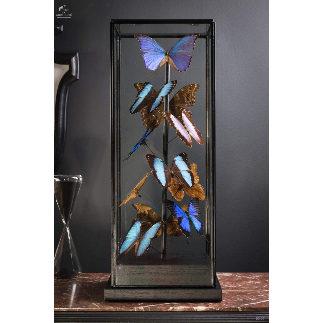 11 papillons morpho bleus sous globe carré 11 papillons morpho bleus sous globe carré