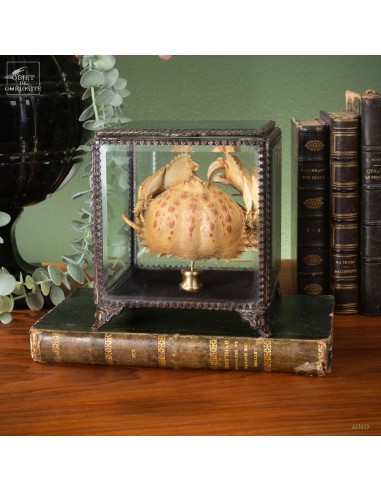 Crabe CALAPPA dans boite en verre...