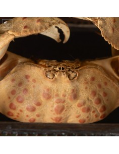 CALAPPA crab in SQUARE... 2
