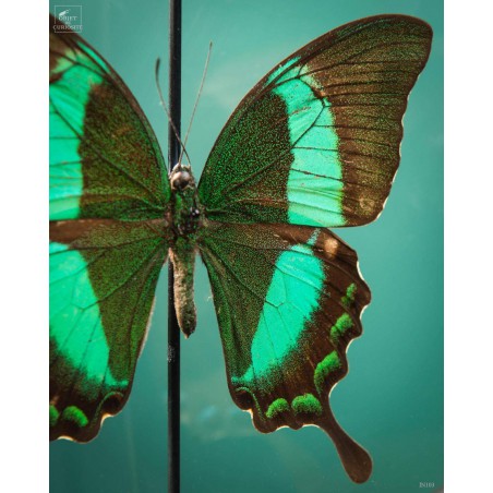 Deux papillons verts dans reliquaire