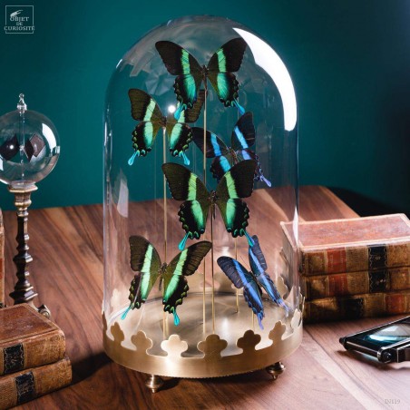 6 green Blumei butterflies in glass, brass base.