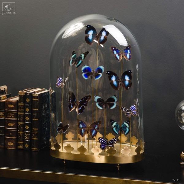 13 blue butterflies under oval glass, brass base