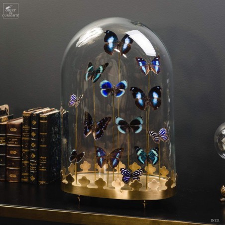 13 blue butterflies under oval glass, brass base