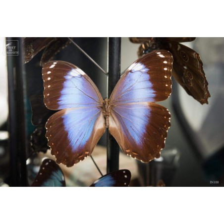 11 papillons morpho bleus sous globe carré 11 papillons morpho bleus sous globe carré