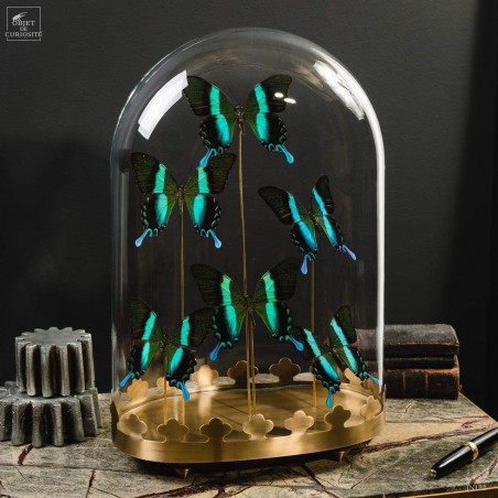 6 green Blumei butterflies, oval glass,brass base.