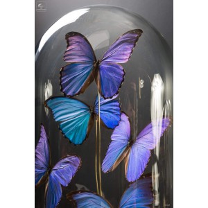 5 Blue morpho butterflies under oval glass 2